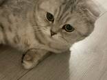 Britische Katze - фото 1