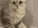 Britische Katze - фото 3