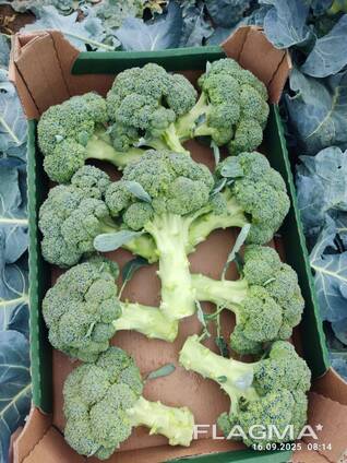 Broccoli from Poland