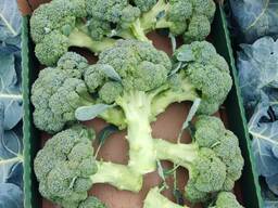 Broccoli from Poland