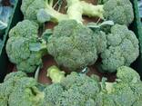 Broccoli from Poland - photo 2