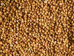 Buckwheat from Europe - bulk