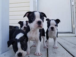 Bullterrierwelpen