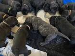 Cane Corso-Welpen - фото 2