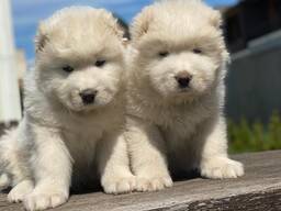 Caucasian Shepherd puppies