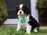 Cavalier King Charles Spaniel - фото 2