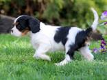 Cavalier King Charles Spaniel - фото 3