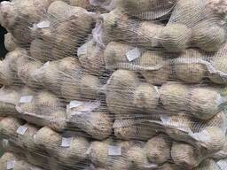 Celeriac (celery root) from Poland