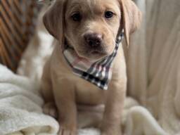 Champagnerfarbene/gelbe Labradorwelpen! Sommerwurf 2026
