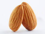 Cheap Almond Nuts , Almond Kernel , Almond Wholesale Price. . - фото 1