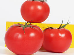 China best organic new crop fresh red tomato seed seeds from albania