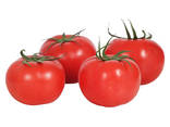 Normal export seminis tomato seeds prices tomatoes for sale