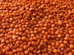 Чечевица Чечевичная крупа производство Казахстан