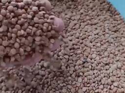 Чечевица красная