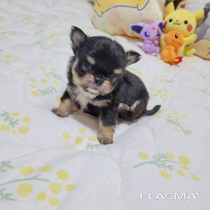 Chihuahua