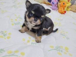 Chihuahua