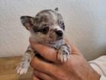 Chihuahua-Welpen, nur noch 4 frei - фото 2