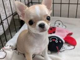 Chihuahua-Welpen (Rüde und Hündin)