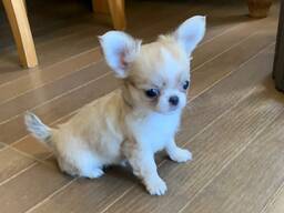 Chihuahua-Welpen zu verkaufen