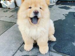 Chow-Chow-Welpen