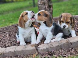 Wunderschöne Beagle-Welpen.