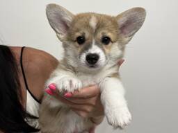 Corgi Pembroke