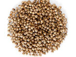 Coriander - фото 1
