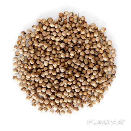 Coriander