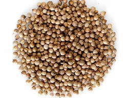 Coriander