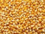 Corn grains for humans , non gmo