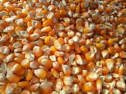 Corn. Looking for partners! We have the opportunity to supply agricultural products.