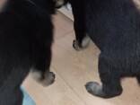 Deutsche Schäferhundwelpen - photo 3