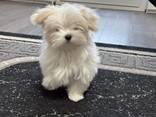 Девочка мальтезе - фото 1