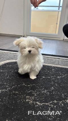 Девочка мальтезе