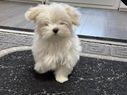 Девочка мальтезе