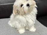 Девочка мальтезе - фото 2
