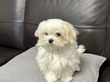 Девочка мальтезе - фото 3