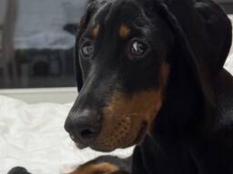 Dobermann