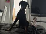 Dobermann - фото 2