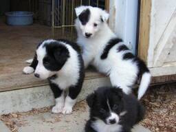 Drei wunderschöne Border-Collie-Welpen.