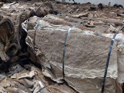 Dry / Wet Salted Horse and Donkey Hide