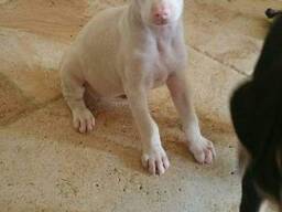 Einzigartige Albino-Dobermann-Welpen suchen ihre Familie für immer!