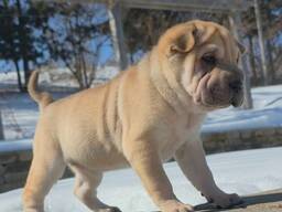 Einzigartigen Shar-Pei-Welpen
