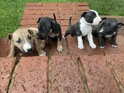 Englische Bullterrier zu verkaufen