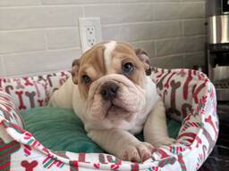 Englischen Bulldoggenwelpen
