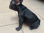 Wir haben drei wunderschöne französische Bulldoggenwelpen - photo 1