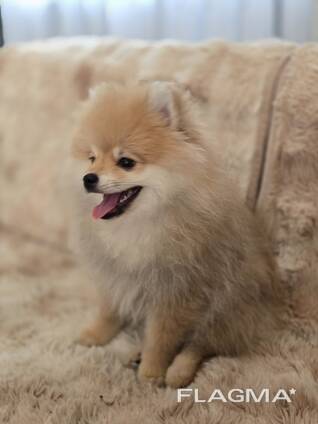 Entzückende Pomeranian-Welpen zu verkaufen (3 Monate)