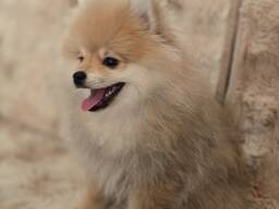 Entzückende Pomeranian-Welpen zu verkaufen (3 Monate)