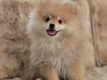 Entzückende Pomeranian-Welpen zu verkaufen (3 Monate) - фото 1