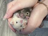 Entzückende syrische Hamsterbabys – ein tolles Geschenk für Kinder! - фото 2